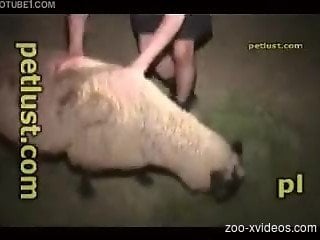 Man with naughty desires gets fuckking with a sheep