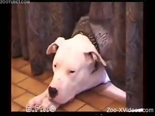 Walk in the park ends with zoophilia sex