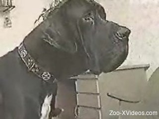 Man lets dog fuck his young wife under his control