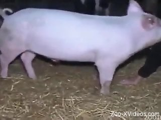 Pink pig with big cock drills a sexy farm girl