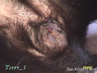 Dog fucked by horny man in insane home xxx zoo video