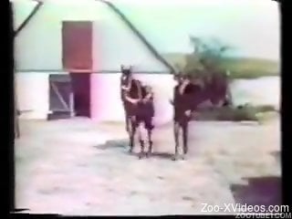 Awesome vintage animality XXX with hot girls and their trained...