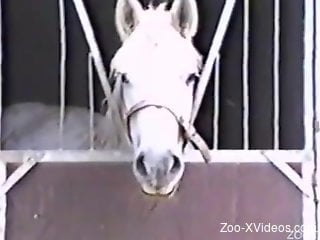 Awesome outdoor farm bestiality with a white stallion