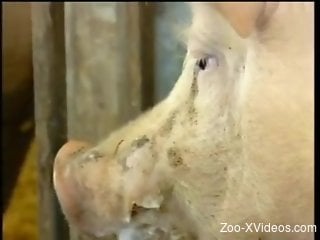 Farmers came in barn to extract jizz from pigâ€™s joystick