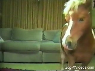 Horse pushes its giant dick in man's butt hole