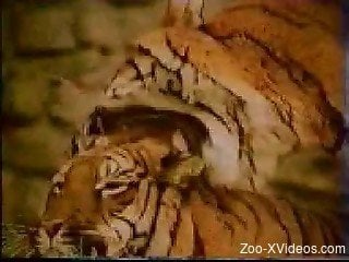 Awesome wild tigers fuck in doggy style pose in local zoo