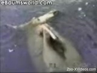 Sea cat is playing with his hard wiener for the first time on cam