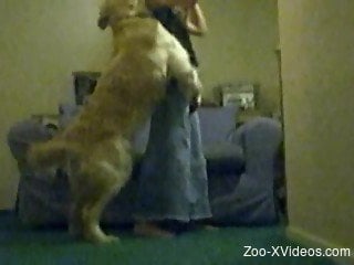 Good-looking trained doggy and amazing amateur zoophile