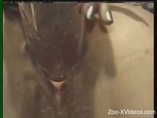 Awesome tight pussy penetrated by big black animal