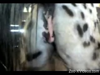 Close-up horse pussy showcase recorded in high quality