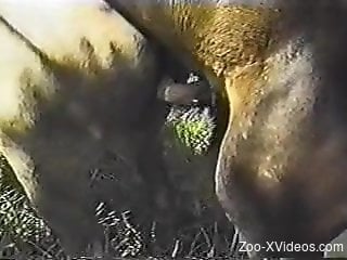 Horse fuck and the horny zoo lover tapes it