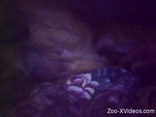 Late night furry romance with animals during cam show