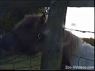 Horse is filmed by a really perverted zoophile