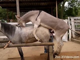 Two animals ionately boning in front of people