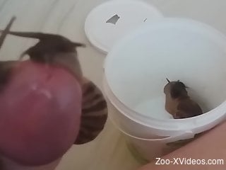 Perverse zoophile cums with snails on his cock