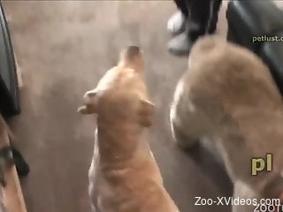 Gay dude having fun with his horny and hung dog