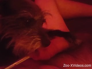 Dude gets some oral pleasuring from a kinky dog