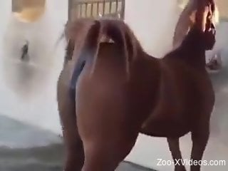 Sexy mare showing off its delicious-looking pussy