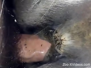 Dude with a hard boner fucks a mare's tight pussy