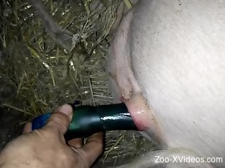 Dude using his favorite dildo to fuck a pig's pussy
