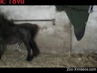 Leather-wearing beauty getting fucked by a stallion