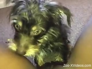 POV cunnilingus video with a really kinky doggo
