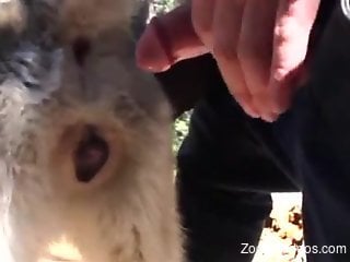 Dude using his huge cock to gape an animal's pussy