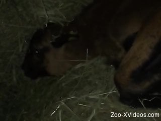 Dude dominating an animal's cunt in a hot video