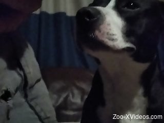 Dog pleases owner with licking his erect cock and balls