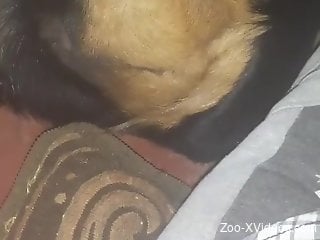 Close-up bestiality video to keep you aroused