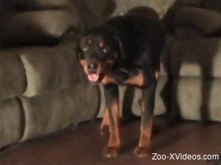 Brown-haired beauty with a pink cooch screws a dog