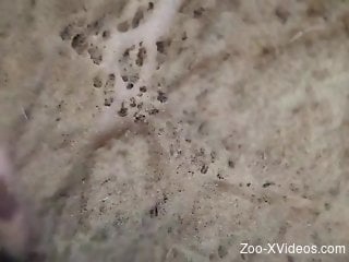 Dude fucking an animal's hot hole in a free porn vid