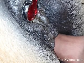 Butt plug horse getting fucked by a well-endowed dude