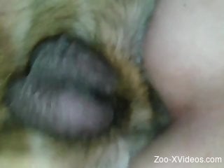 Rimjob leads to hardcore fucking with a sexy zoophile