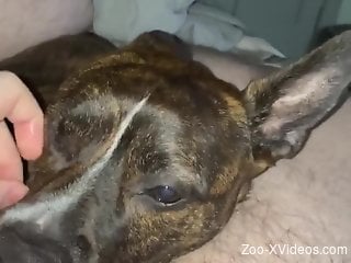 Man sticks his whole dick into the dog's wet mouth