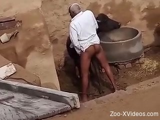 Dude fucking a cow's little pussy from behind