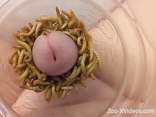 Dude puts his dick into a jar filled with worms for extra plea...