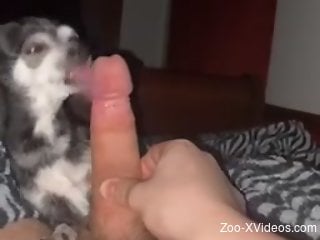 Hot animal licking all over that monolith of manliness