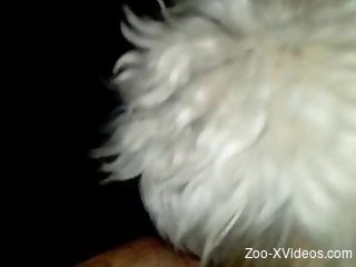 Man masturbates and the dog licks his dick in midnight solo
