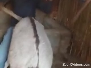 Loud bang when this clothed man starts fucking the cow