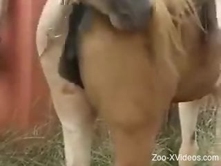 Special treat when two horses fuck in front of his eyes