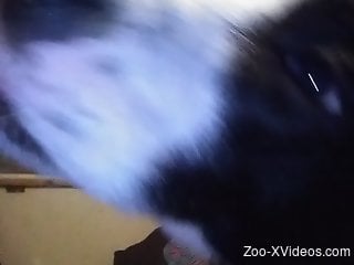 Furry dog makes horny man come hard in sloppy oral play