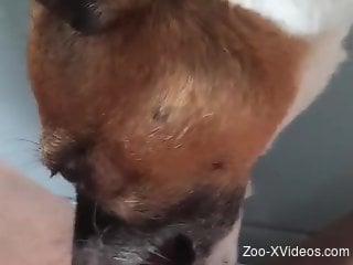 Dog licks horny female until she comes in solo action