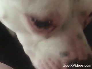 POV oral with a white dog that loves white meat