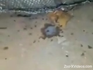 Hot animal screws her so hard that she cums too