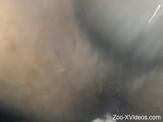 Butthole of a newcomer zoophile getting fucked