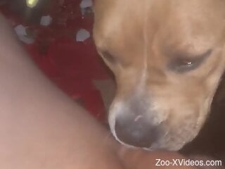 Aroused man loves the dog licking his dick in sloppy modes