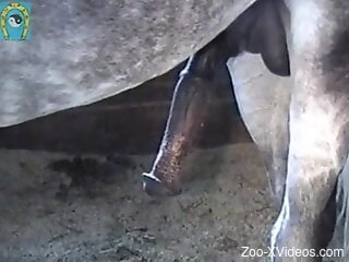 Man craves the horse's huge dick for loud perversions