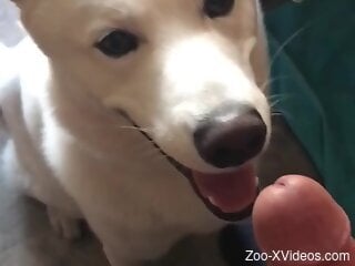 Man jerks off and enjoys the dog licking his dick