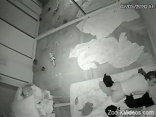 Sneaky sex session that shows several animals